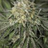 Amherst Sour Diesel Feminized Cannabis Seeds | The Seed Fair