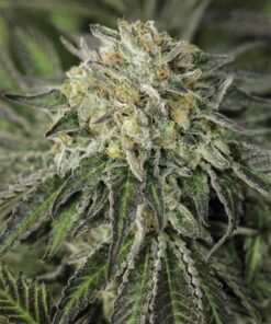 Amherst Sour Diesel Feminized Cannabis Seeds | The Seed Fair