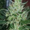 Amnesia Mistery Feminized Cannabis Seeds | Amnesia Mistery | The Seed Fair