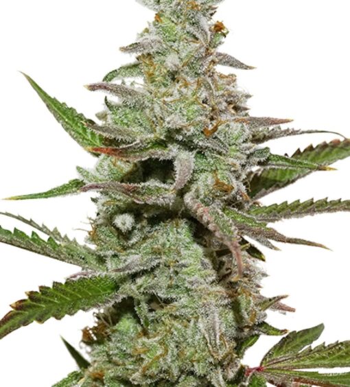 Amsterdam Amnesia Feminized Cannabis Seeds | The Seed Fair