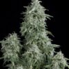 Anubis Feminized Cannabis Seeds | Anubus Feminized Strain | The Seed Fair