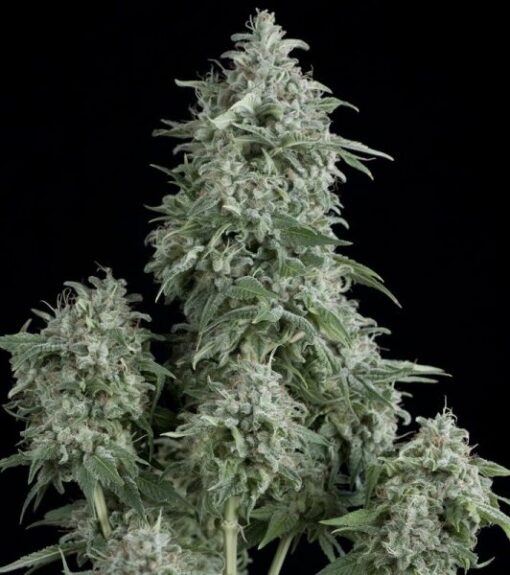 Anubis Feminized Cannabis Seeds | Anubus Feminized Strain | The Seed Fair