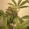 Baklava Feminized Cannabis Seeds | Baklava Feminized Strain | The Seed Fair