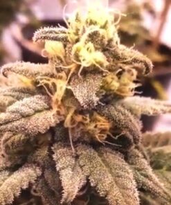 Banana Bomb Feminized Cannabis Seeds | Banana Bomb Strain | The Seed Fair