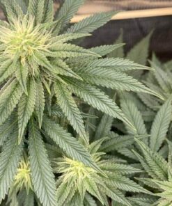 Banger Glue Feminized Cannabis Seeds | Banger Glue Strain | The Seed Fair