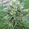 Bangi Haze Feminized Cannabis Seeds | Bangi Haze Strain | The Seed Fair