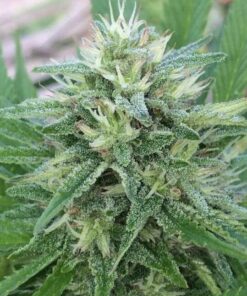 Bangi Haze Feminized Cannabis Seeds | Bangi Haze Strain | The Seed Fair