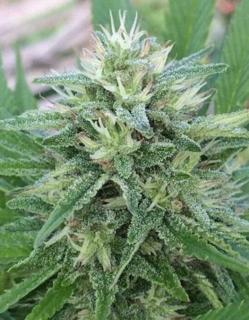 Bangi Haze Feminized Cannabis Seeds | Bangi Haze Strain | The Seed Fair