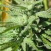 BC Hash Plant Feminized Cannabis Seeds | BC Hash Strain | The Seed Fair
