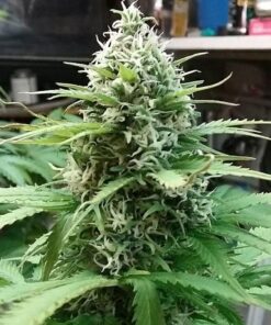 BC Pinewarp Feminized Cannabis Seeds | BC Pinewarp Strain | The Seed Fair