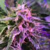 Berry Bomb Feminized Cannabis Seeds | Berry Bomb Strain | The Seed Fair