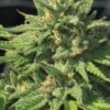 Big Foot Feminized Cannabis Seeds | Big Foot Strain | The Seed Fair