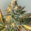 Biscotti 2.0 Feminized Cannabis Seeds | Biscotti 2.0 Strain | The Seed Fair