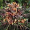 Blood Orange Sorbet Feminized Cannabis Seeds | Blood Orange | The Seed Fair