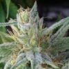 Bloo’s Kloos Autoflowering Feminized Marijuana Seeds | Bloo's Kloos | The Seed Fair