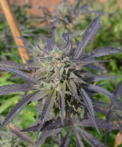 Blue Blood Autoflowering Feminized Marijuana Seeds | Blue Blood Strain | The Seed Fair