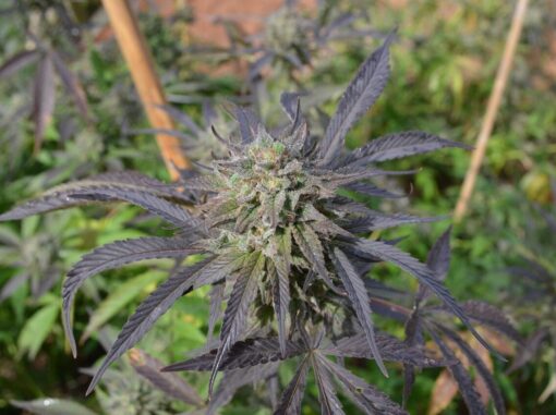 Blue Blood Autoflowering Feminized Marijuana Seeds | Blue Blood Strain | The Seed Fair