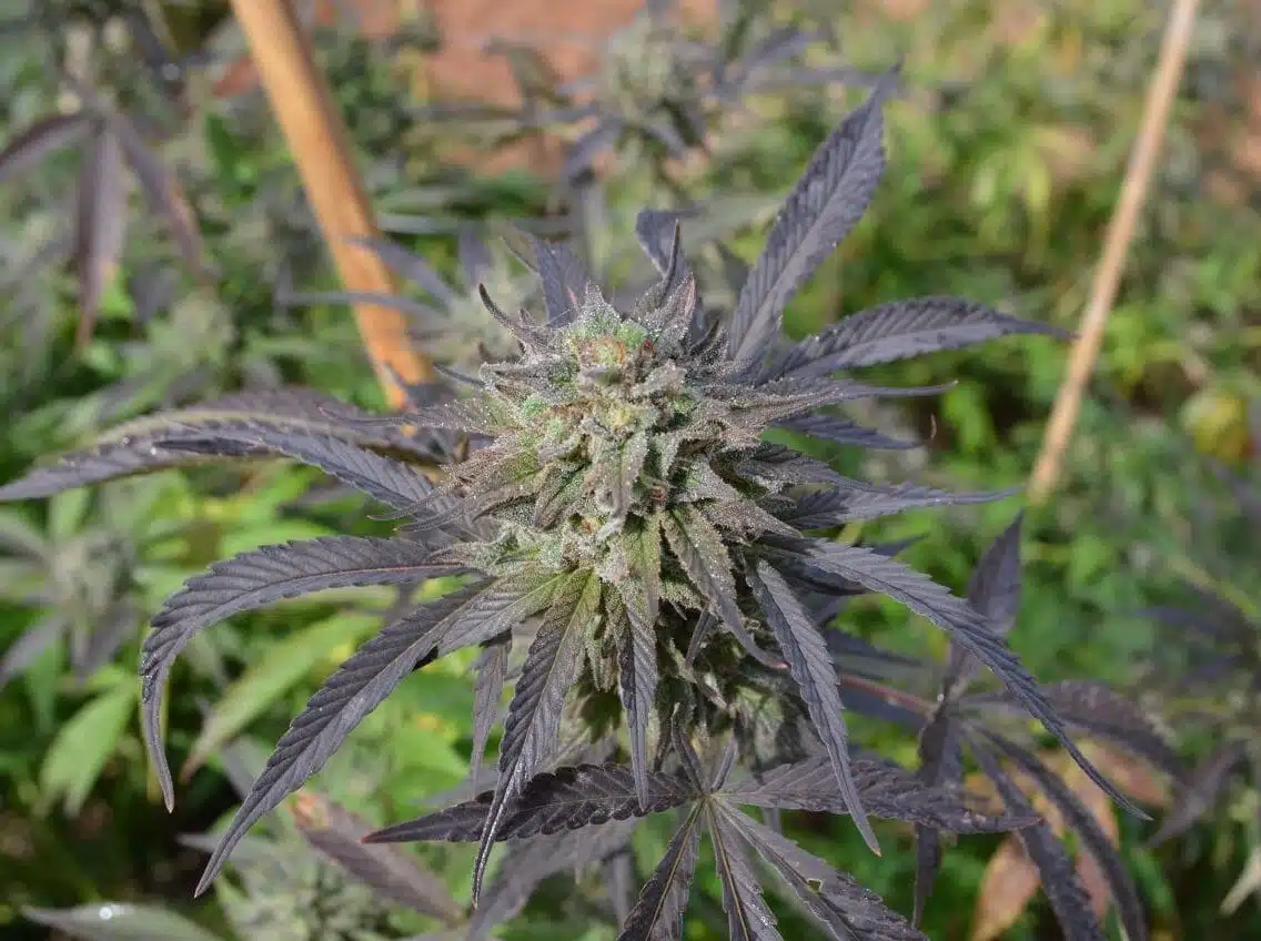Blue Blood Autoflowering Feminized Marijuana Seeds | Blue Blood Strain | The Seed Fair | The Seed Fair Blue Blood Autoflowering Feminized Marijuana Seeds | Blue Blood Strain | The Seed Fair