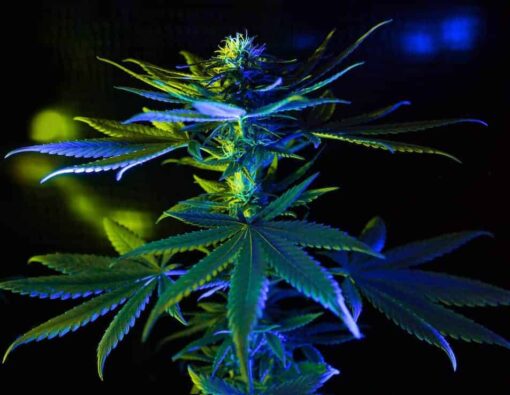Blue Galaxy Autoflowering Feminized Marijuana Seeds | Blue Galaxy | The Seed Fair