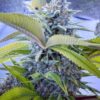 Blue Hash Feminized Cannabis Seeds | Blue Hash Strain | The Seed Fair