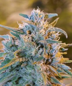 Blue Jay Way Autoflowering Feminized Marijuana Seeds | Blue Jay Way | The Seed Fair
