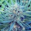 Blue Kiss Autoflowering Feminized Marijuana Seeds | Blue Kiss Strain | The Seed Fair