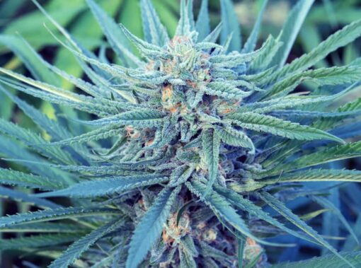 Blue Kiss Autoflowering Feminized Marijuana Seeds | Blue Kiss Strain | The Seed Fair