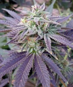 Blue Ox Autoflowering Feminized Marijuana Seeds | Blue Ox Strain | The Seed Fair