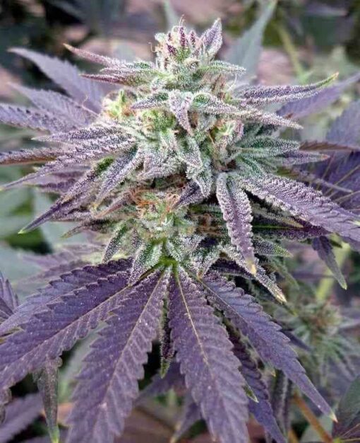 Blue Ox Autoflowering Feminized Marijuana Seeds | Blue Ox Strain | The Seed Fair