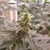 Blue Venom Feminized Cannabis Seeds | Blue Venom Strain | The Seed Fair
