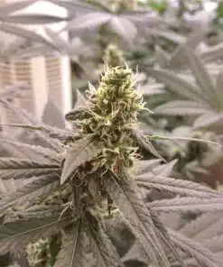 Blue Venom Graines de cannabis féminisées | Blue Venom Strain | The Seed Fair
