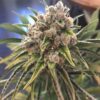 Blueberry OG Limited Edition Feminized Cannabis Seeds | The Seed Fair