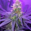 Blueberry Space Cake Autoflowering Feminized Marijuana Seeds | The Seed Fair