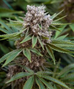 Boss Hogg Feminized Cannabis Seeds | Boss Hogg Strain | The Seed Fair