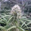 Brains Damage Autoflowering Feminized Marijuana Seeds | The Seed Fair