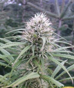 Brains Damage Autoflowering Feminized Marijuana Seeds | The Seed Fair