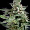 BT7 Feminized Cannabis Seeds | BT7 Feminized Strain | The Seed Fair