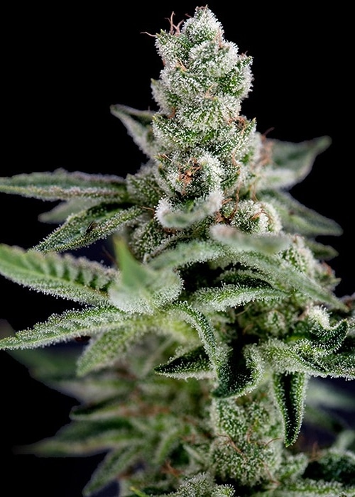 BT7 Feminized Cannabis Seeds | BT7 Feminized Strain | The Seed Fair