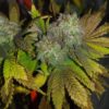 Bubble Bomb Feminized Cannabis Seeds | Bubble Bomb Strain | The Seed Fair