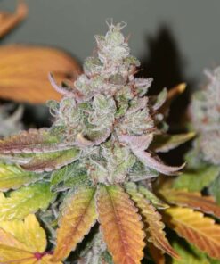 BubbleG Feminized Cannabis Seeds | BubbleG Feminized Strain | The Seed Fair