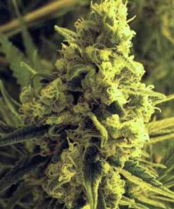 Chicle (aka BubbleDawg) Feminized Cannabis Seeds | The Seed Fair