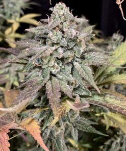 Bubblegummer Feminized Cannabis Seeds | Bubblegummer Strain | The Seed Fair