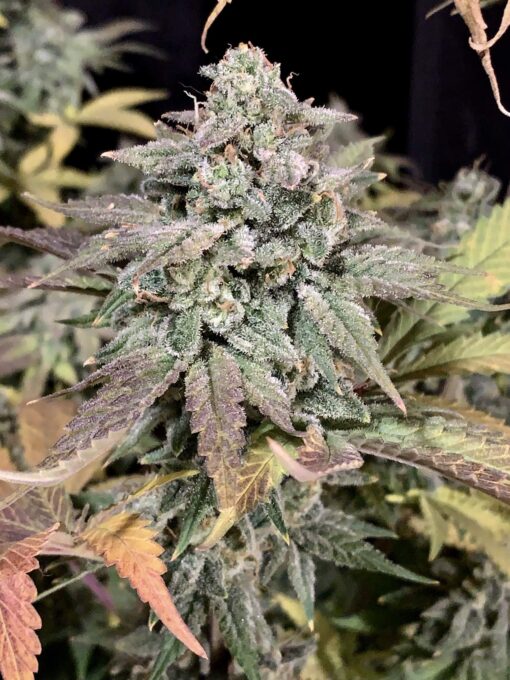 Bubblegummer Feminized Cannabis Seeds | Bubblegummer Strain | The Seed Fair