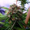 Buddha’s Sister Autoflowering Feminized Marijuana Seeds | The Seed Fair