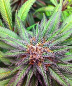 Burmese Kush Feminized Cannabis Seeds | Burmese Kush Strain | The Seed Fair