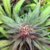 Burmese Kush Autofloraison Marijuana Seeds | Burmese Kush Strain | The Seed Fair