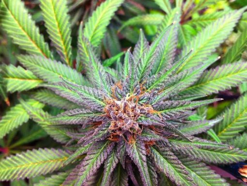 Burmese Kush Autoflowering Marijuana Seeds | Burmese Kush Strain | The Seed Fair