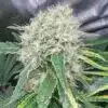 Buzz Bomb Feminized Cannabis Seeds | Buzz Bomb Strain | The Seed Fair