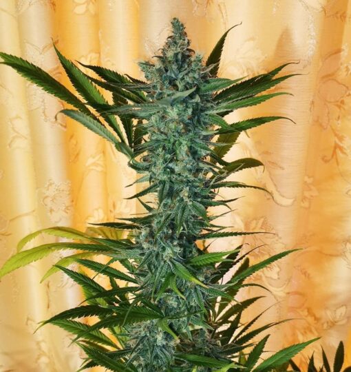 Cafe Racer Feminized Cannabis Seeds | Cafe Racer Strain | The Seed Fair