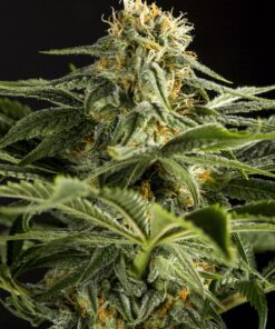 California Hash Plant Feminized Cannabis Seeds | The Seed Fair